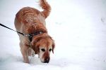 Suche im Schnee © S. Jaunegg Suche im Schnee © S. Jaunegg