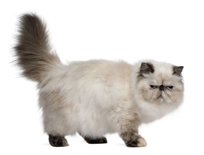 Perserkatze mit hellem Fell und blauen Augen.