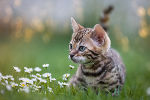 Haustiercheck der Tierschutzombudsstelle Wien (TOW)  © GettyImages