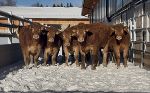 Preis der Tierschutzombudsstelle Steiermark 2026 © Betrieb Reinbacher