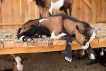 Das schönste Tierfoto 2014