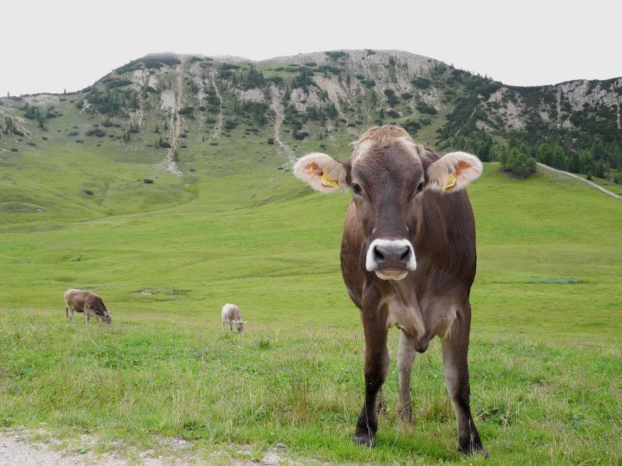 Rinder auf der Alm