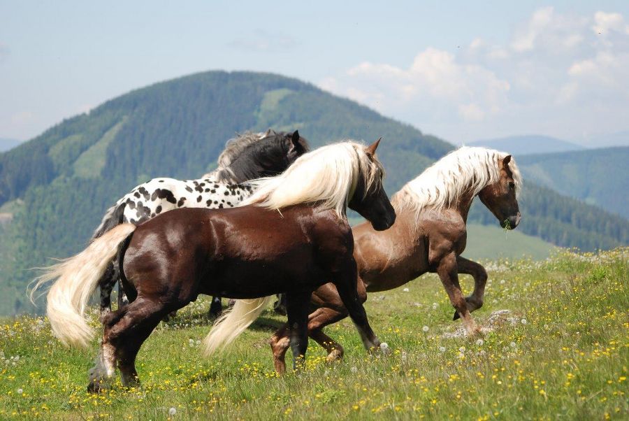 Pferde auf der Alm