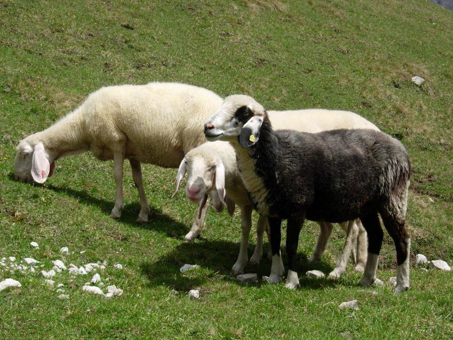 Schafe auf der Alm