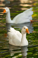 Glückliche Gänse © GettyImages