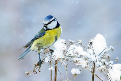 Blaumeise im Schnee