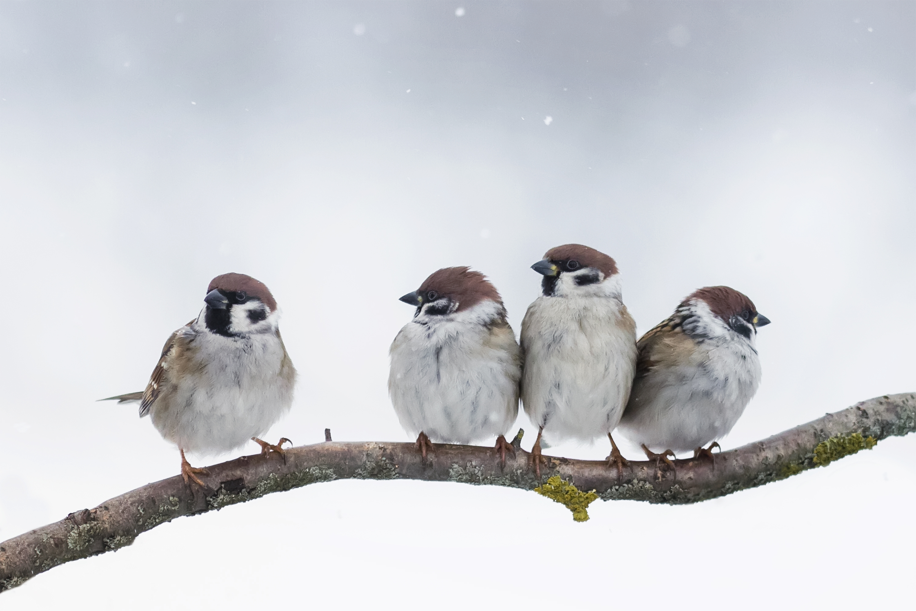 Wildtiere habens im Winter schwer! © GettyImages Wildtiere habens im Winter schwer!