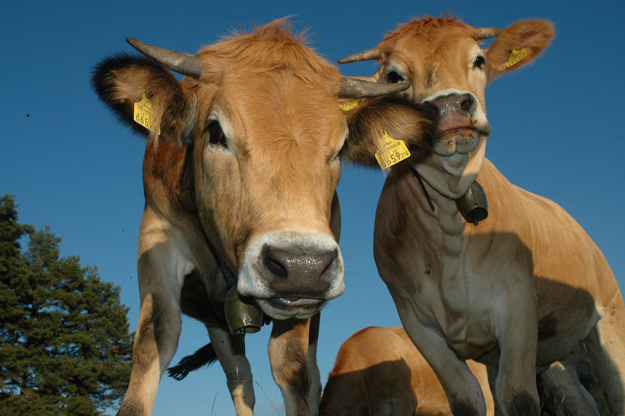 Schönstes Tierfoto