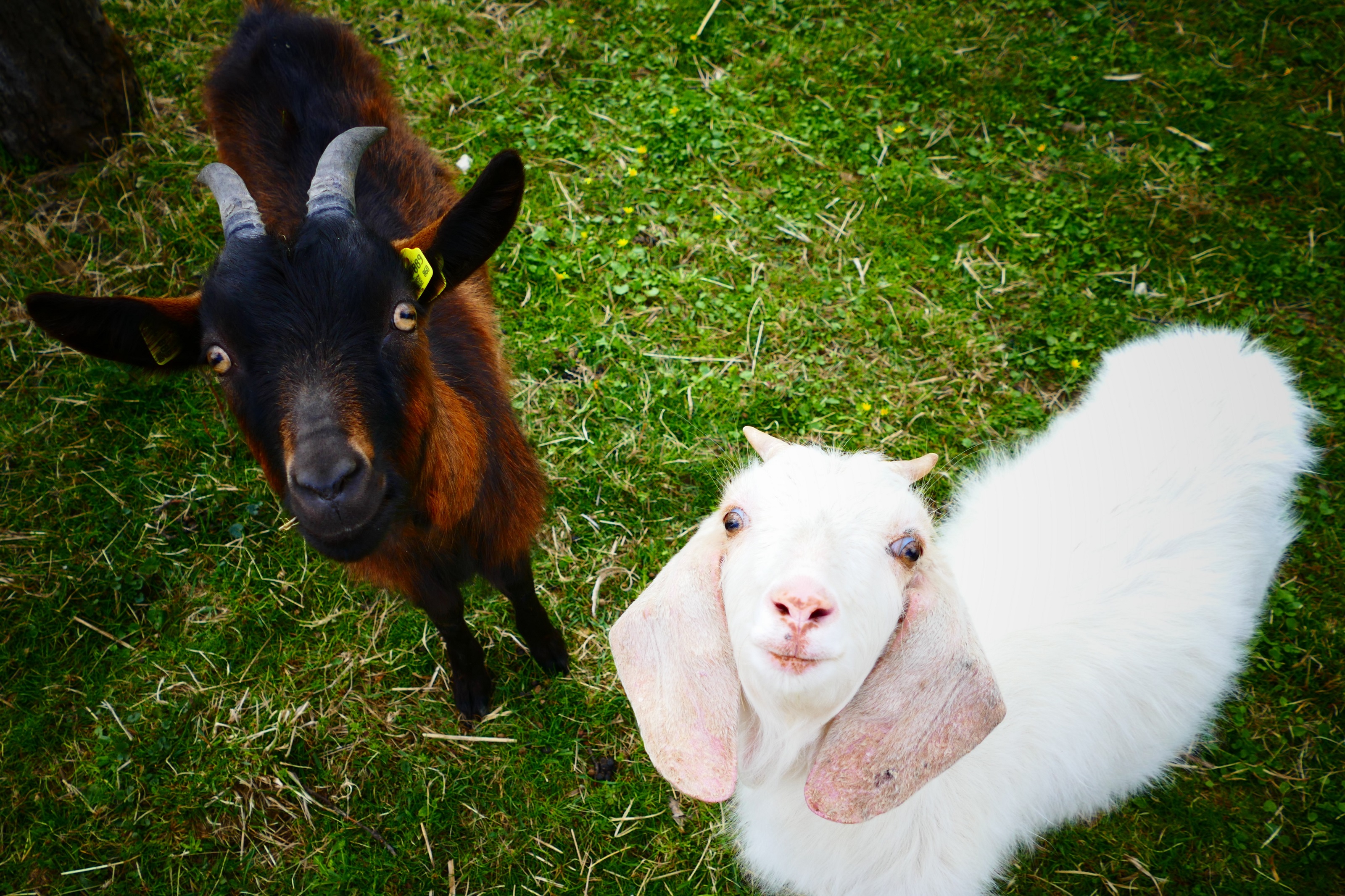 Schönstes Tierfoto