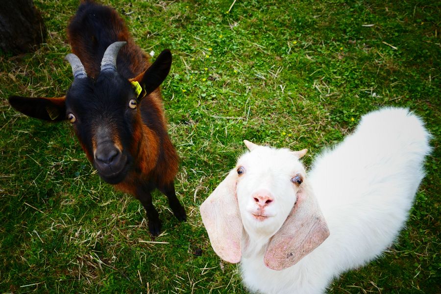 Schönstes Tierfoto