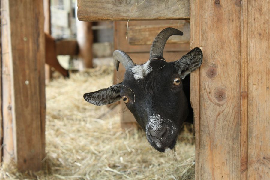 Schönstes Tierfoto