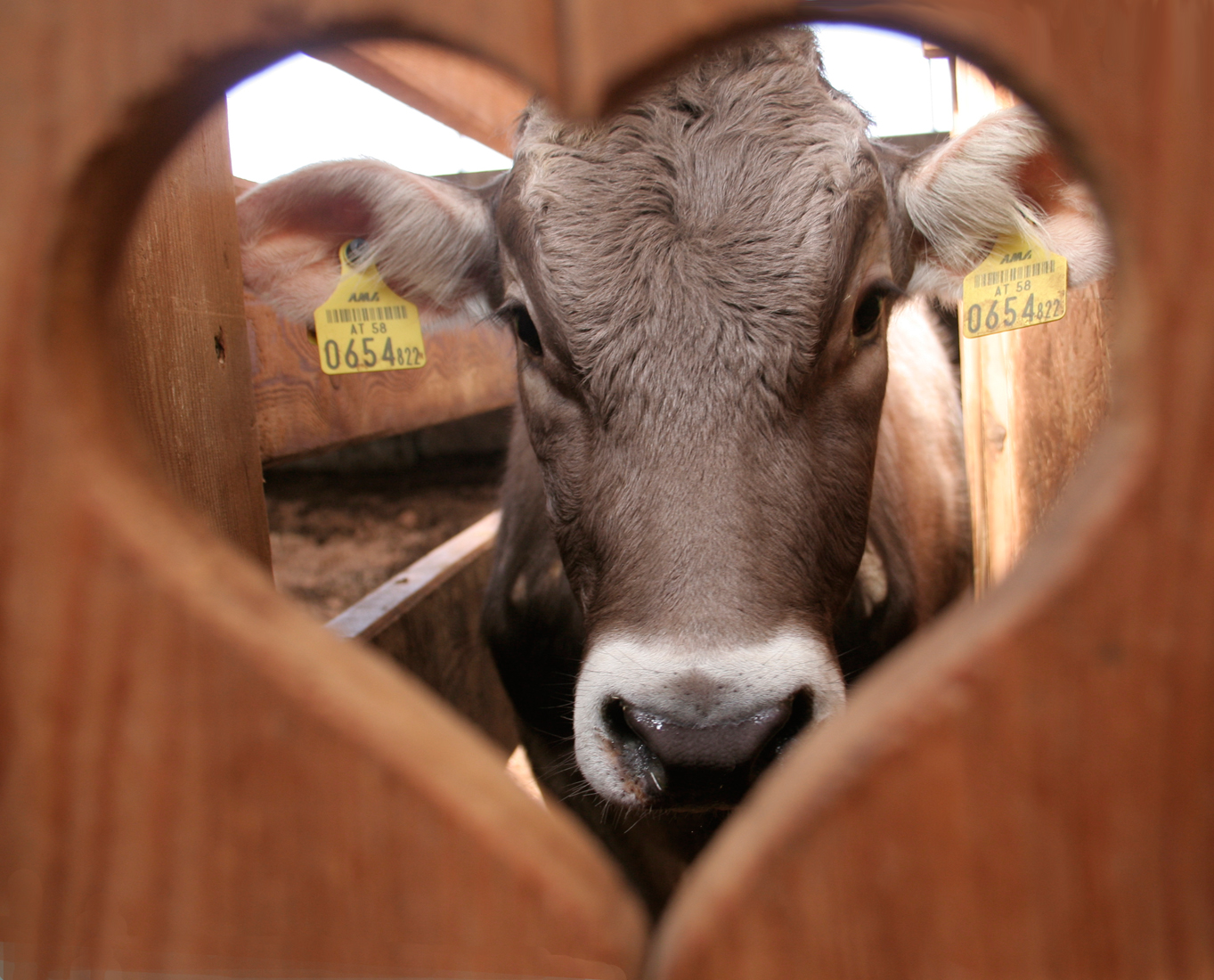 Schönstes Tierfoto