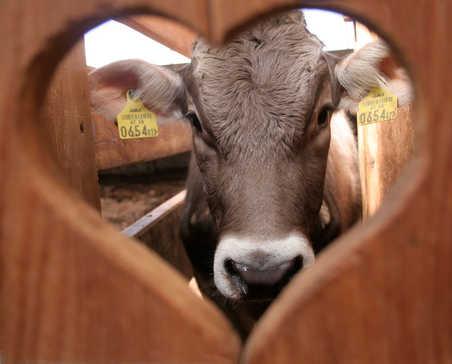 Schönstes Tierfoto