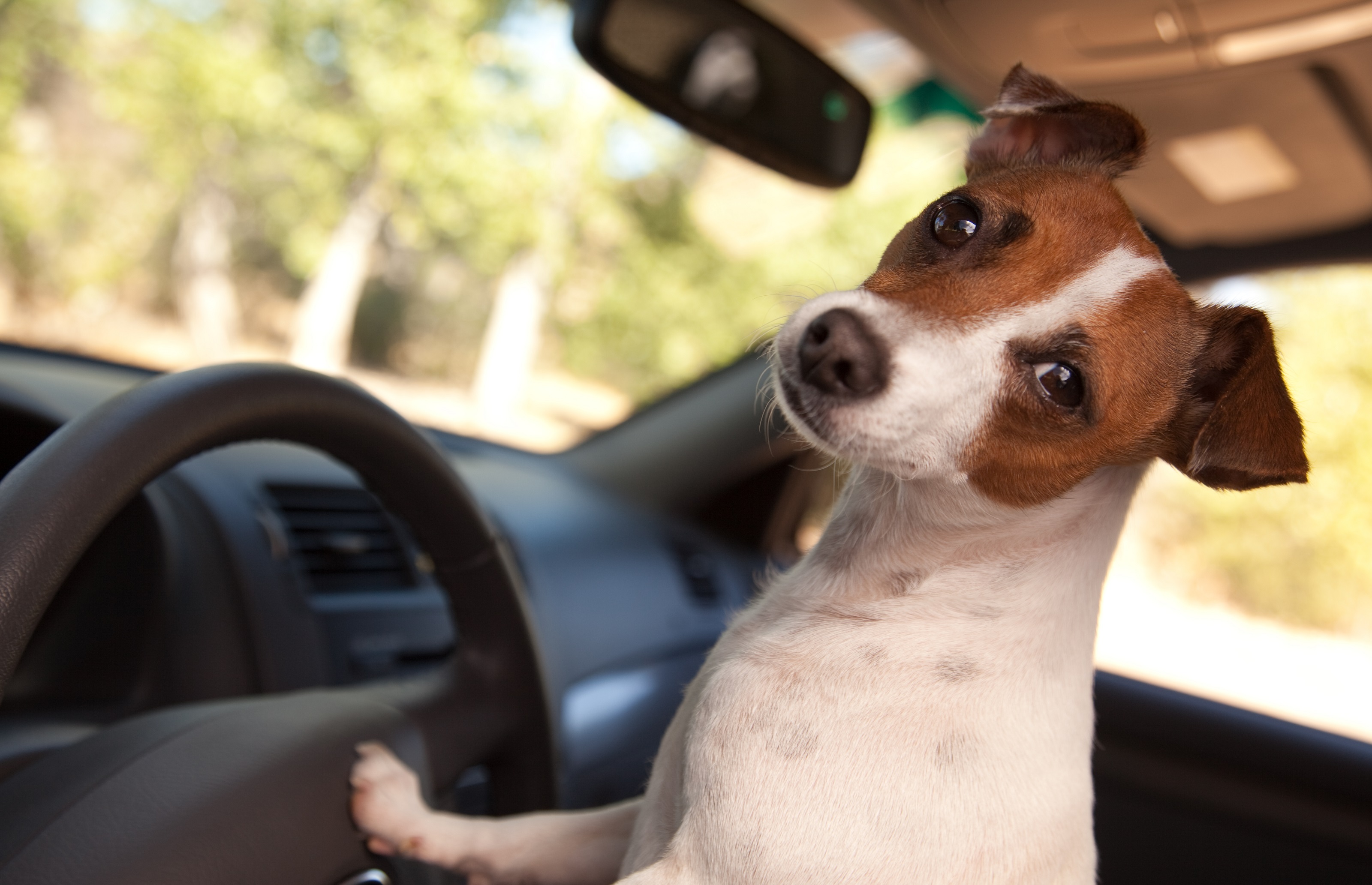 Lassen Sie Ihren Hund nicht unbeaufsichtigt im Auto!