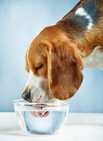 Ausreichende Wasseraufnahme ist lebensnotwendig!