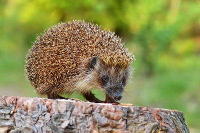 Igel im Herbst