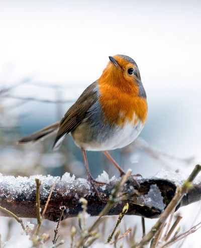 Rotkehlchen im Winter