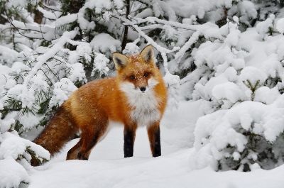 Ein Rotfuchs steht in einer verschneiten Winterlandschaft. Ein Rotfuchs steht in einer verschneiten Winterlandschaft.