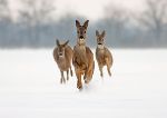 ...und Wildtiere puren Stress! © GettyImages ...und Wildtiere puren Stress!