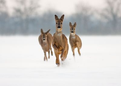 Drei Rehe laufen über ein schneebedecktes Feld. Drei Rehe laufen über ein schneebedecktes Feld.