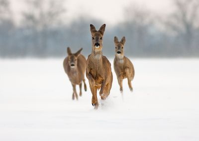 Achtung - Wildwechsel!