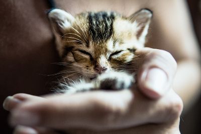 Nicht auf alle Katzenwelpen wartet ein schönes Zuhause...