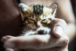 Nicht auf alle Katzenwelpen wartet ein schönes Zuhause... © GettyImages