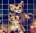 ...jahrlich landen unzählige Welpen in Tierheimen. © GettyImages ...jahrlich landen unzählige Welpen in Tierheimen.