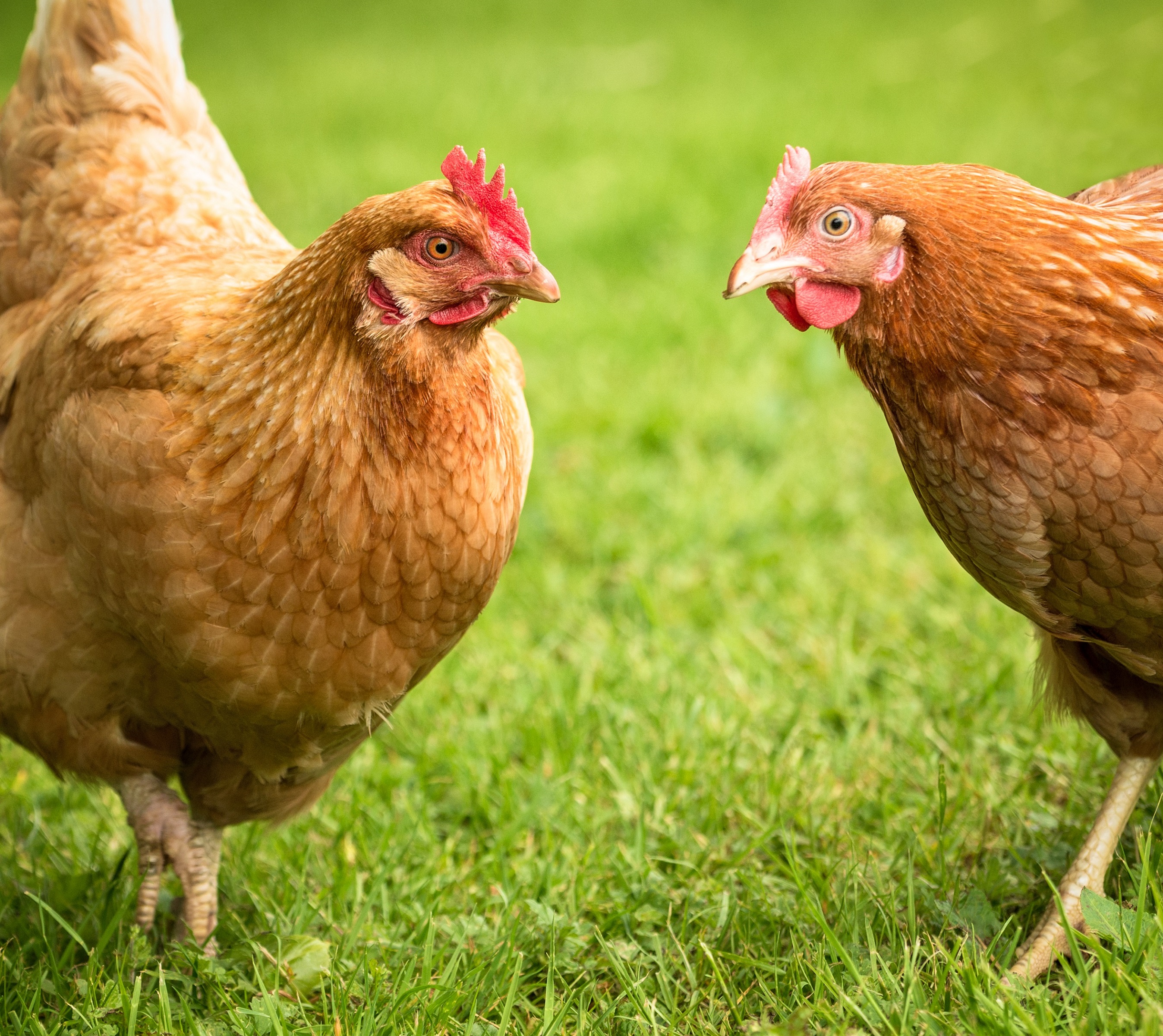 Huhn Auf Tscherkessenart — Rezepte Suchen