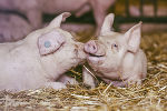 Das schönste Tierfoto kommt vom Mühlenhof Wittmannsdorf