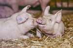 Glückliche Schweine im Stroh ©      