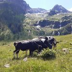 Schönstes Tierfoto 2021 Schönstes Tierfoto 2021