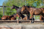 Glückliche Pferde...das schönste Tierfoto 2022! © TSO