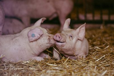 Schweine im Stroh © TSO