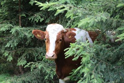 Das schönste Tierfoto 2023. © TSO Das schönste Tierfoto 2023.