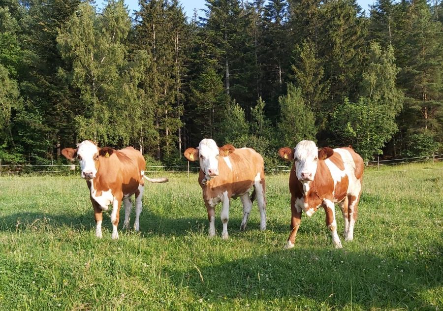 Betrieb Narnhofer Betrieb Narnhofer